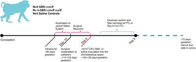 Spatial profiling of the placental chorioamniotic membranes reveals upregulation of immune checkpoint proteins during Group B Streptococcus infection in a nonhuman primate model